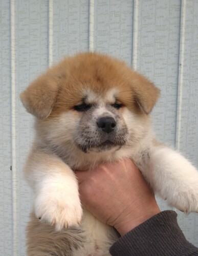 秋田犬 犬の販売・譲渡 2004 素晴らしい赤毛の仔犬です