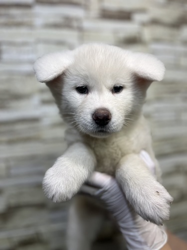 秋田犬 犬の販売・譲渡 2005 白色の女の子