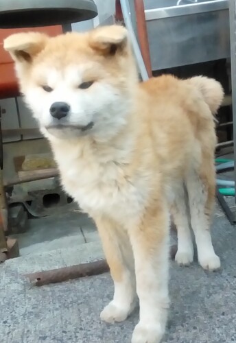 秋田犬 犬の販売・譲渡 2006 可愛い赤毛の仔犬です。