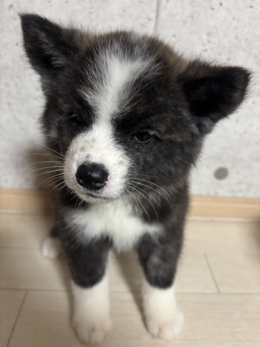 秋田犬 犬の販売・譲渡 2011 秋田犬