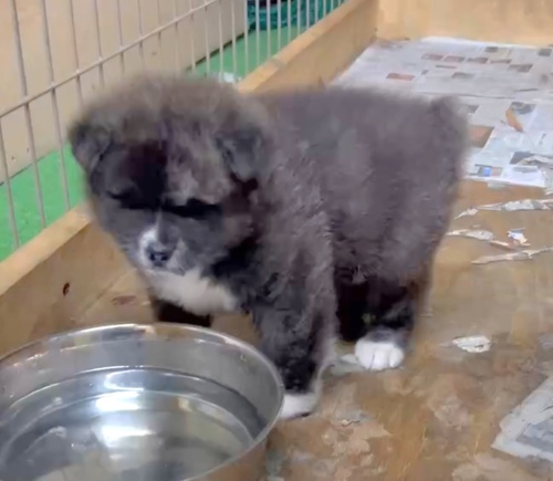 秋田犬 犬の販売・譲渡 2014 可愛い虎
