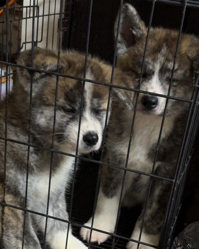 秋田犬 犬の販売・譲渡 2017 秋田犬 赤虎メス2匹