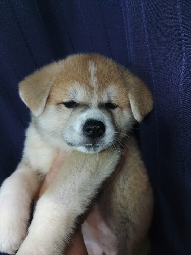 秋田犬 犬の販売・譲渡 2021 秋田犬赤毛の女の子