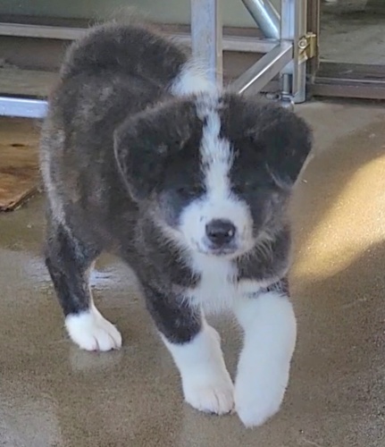 秋田犬 犬の販売・譲渡 2022 可愛い虎