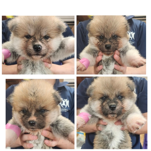 秋田犬 犬の販売・譲渡 2023 可愛い赤毛の秋田犬
