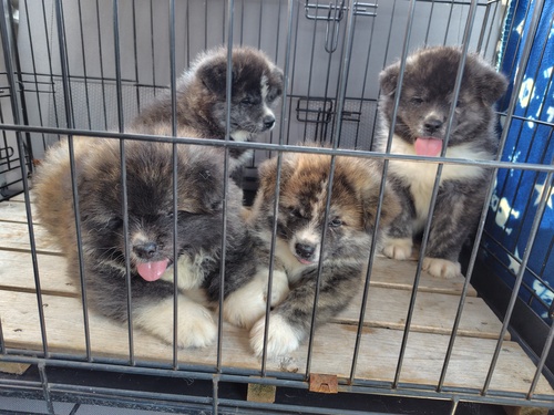秋田犬 犬の販売・譲渡 2025 可愛い虎毛の秋田犬