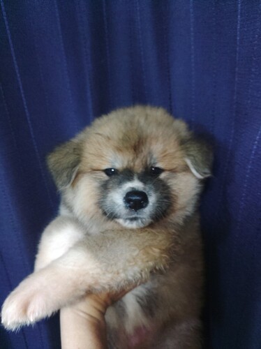 秋田犬 犬の販売・譲渡 2027 秋田犬長毛タイプ赤毛の女の子