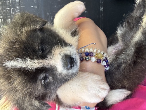 秋田犬 犬の販売・譲渡 2028 むちむちべいびー