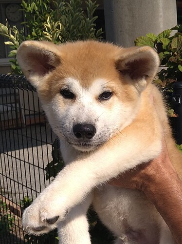 秋田犬 犬の販売・譲渡 2029 可愛い赤毛の仔犬です