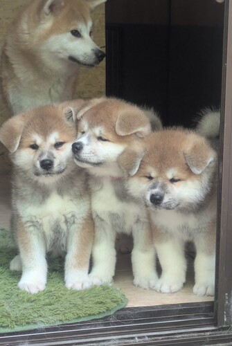 秋田犬 犬の販売・譲渡 2033 昭和の秋田犬