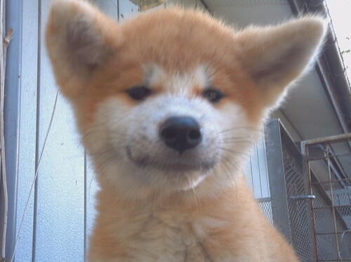 秋田犬 犬の販売・譲渡 2040 可愛い赤毛の子犬です