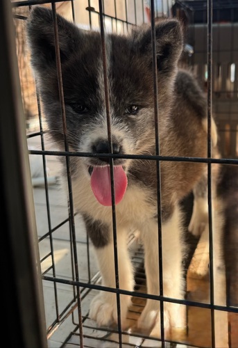 秋田犬 犬の販売・譲渡 2043 秋田犬