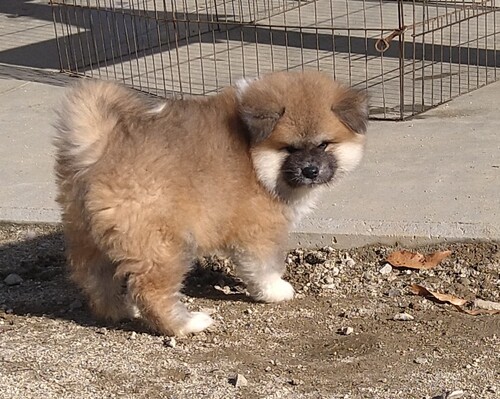 �H�c�� ���̔̔��E���n 2044 �����Ԗт̎e���ł��i���сj