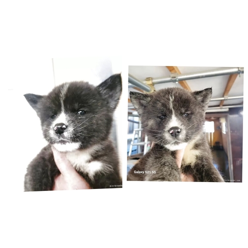 �H�c�� ���̔̔��E���n 2045 �����ՃI�X�A���X