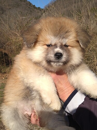 �H�c�� ���̔̔��E���n 2046 �����Ԗт̎e���ł��i���сj