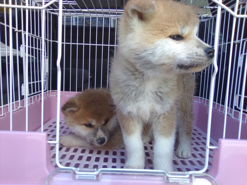 �H�c�� ���̔̔��E���n 2047 �����e���ł�