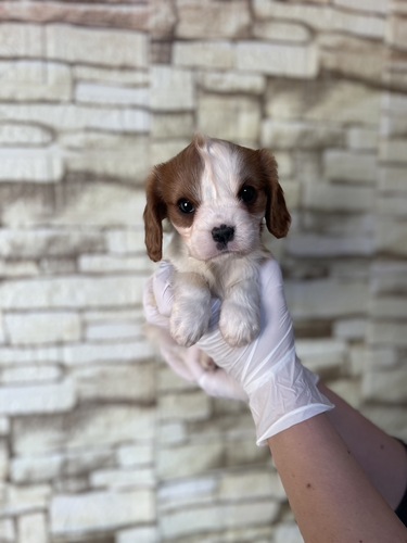 キャバリア・キング・チャールズ・スパニエル 犬の販売・譲渡 2730 ブレンハイム 女の子