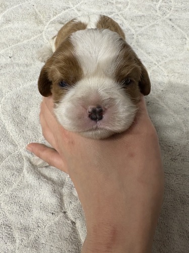 キャバリア・キング・チャールズ・スパニエル 犬の販売・譲渡 2733 大谷選手のデコピンみたいなキャバリア