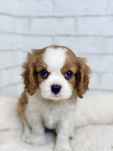 キャバリア・キング・チャールズ・スパニエル 犬の販売・譲渡 2734 ブレンハイムのイケメンくん1515