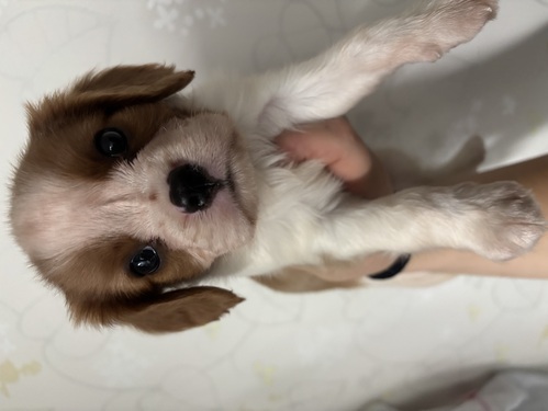 キャバリア・キング・チャールズ・スパニエル 犬の販売・譲渡 2735 イケメンboy☆