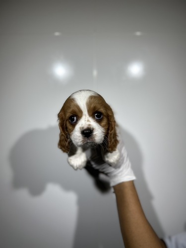 キャバリア・キング・チャールズ・スパニエル 犬の販売・譲渡 2736 ブレンハイム7661
