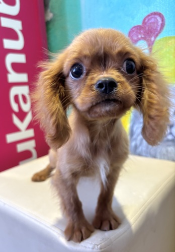 キャバリア・キング・チャールズ・スパニエル 犬の販売・譲渡 2738 ルビー&ホワイト男の子