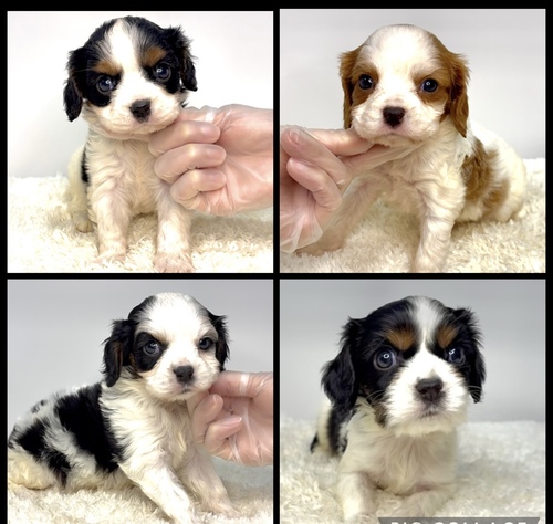 キャバリア・キング・チャールズ・スパニエル 犬の販売・譲渡 2739 キャバリアの男の子