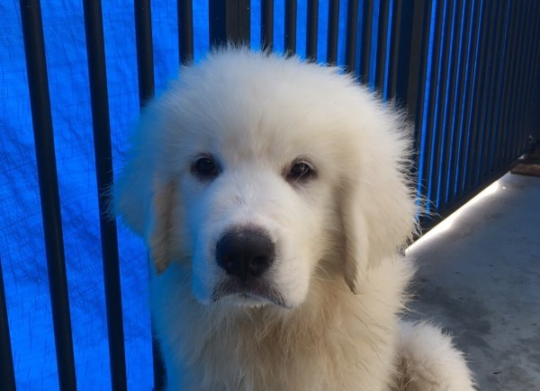 ふわふわモコモコの真っ白い綿菓子のような子犬です 犬の販売 1130