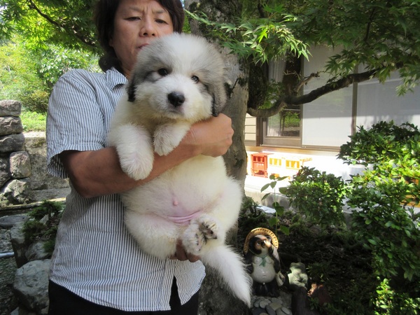 マーキングの女の子のオーナー様募集致します。 犬の販売 1133