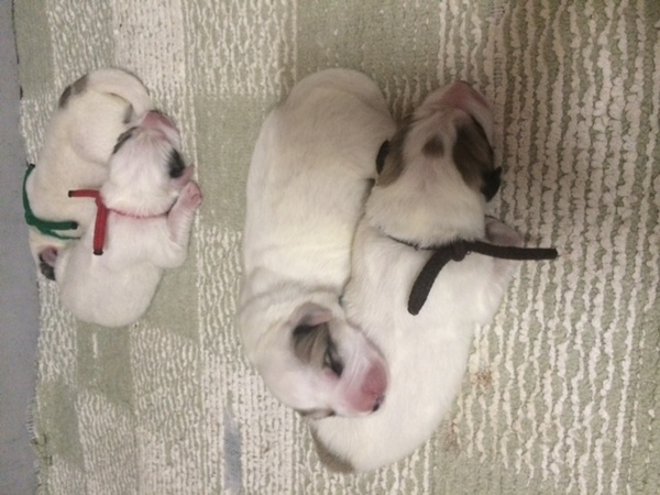 血統優秀な上品な子犬たちです 犬の販売 1135