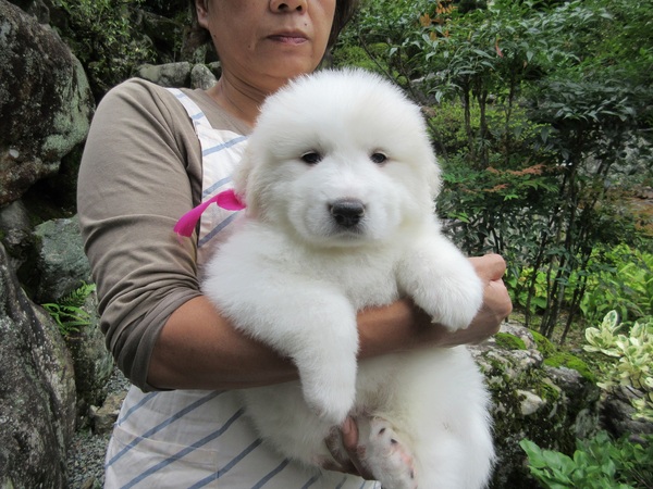 女の子3匹募集します。 犬の販売 1136