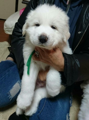 真っ白な可愛いい天使 犬の販売 1140