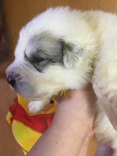 皆オーナー様決まりました。有難うございました。 犬の販売 1161