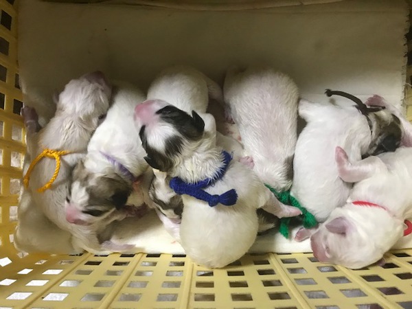 JKCから繁殖奨励賞の表彰を受けたブリーダーです 犬の販売 1169