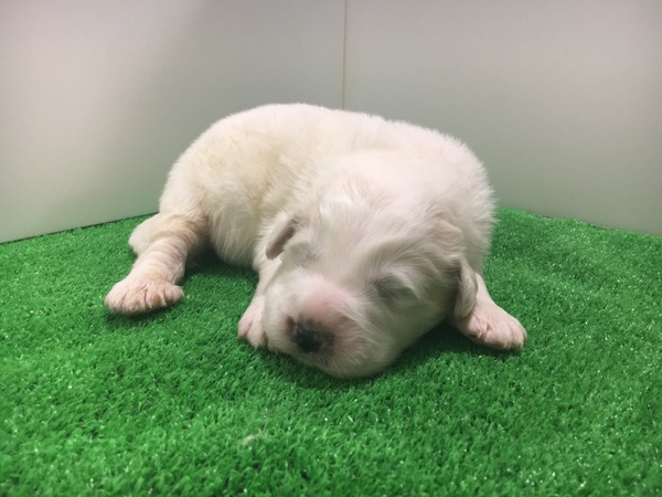 終了致しました。 犬の販売 1178