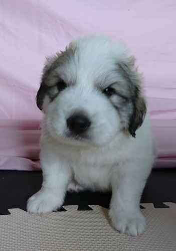 可愛く育っています 犬の販売 1186