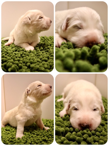 元気いっぱいの赤ちゃんです♪ 犬の販売 1190
