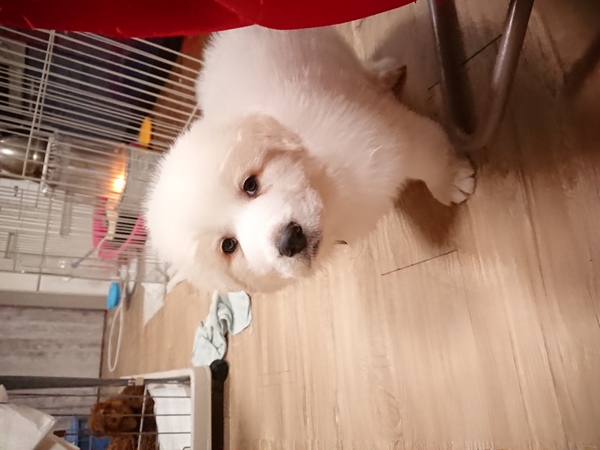 グレートピレニーズ 犬の販売 1195