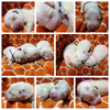 O[gsj[Y q T zCgbaby... 1203