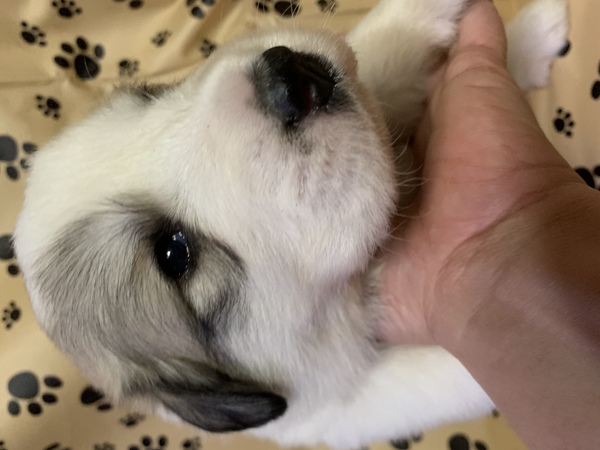 オーナー様決まりました。ありがとうございました 犬の販売 1208