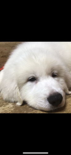 グレートピレニーズ女の子 犬の販売 1213