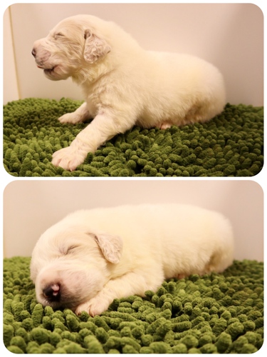 ご家族様が決まりました♪ 犬の販売 1215