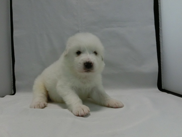とっても可愛く元気で健康な赤ちゃんが生まれました! 犬の販売 1218