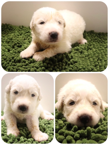 ご家族様が決まりました♪ 犬の販売 1219