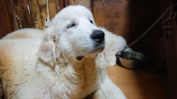グレートピレニーズ6ヶ月 犬の販売 1226