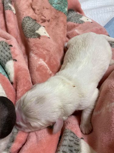 フワフワモコモコのかわいいお顔の子犬たちです 犬の販売 1231