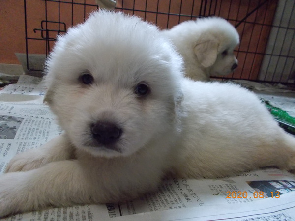 グレートピレニーズ4兄弟です 犬の販売 1238