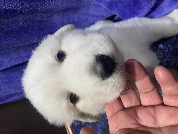 オーナー様決まりました 犬の販売 1245