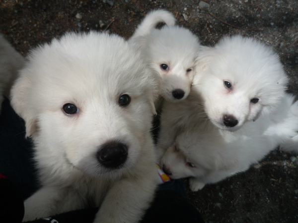 真っ白コロコロのグレートピレニーズです。 犬の販売 1247