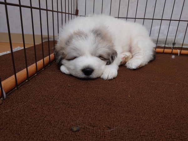 大きな3匹兄弟です! 犬の販売 1248